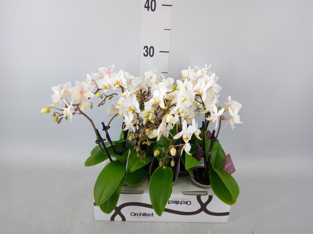 Горшечные цветы и растения оптом Phalaenopsis   ...mini от 8шт (для телеги) из Голландии с доставкой по России