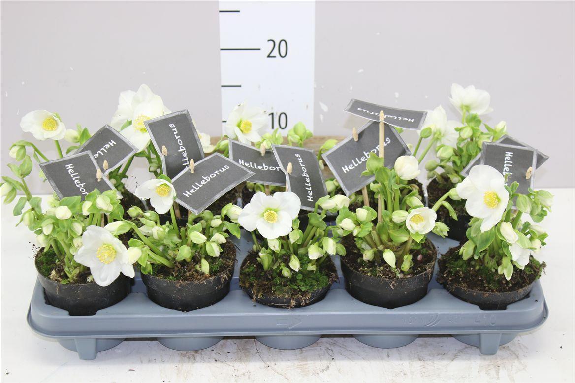 Горшечные цветы и растения оптом Helleborus Ni Winter Fleur 15+ Zonder Blad от 10шт из Голландии с доставкой по России