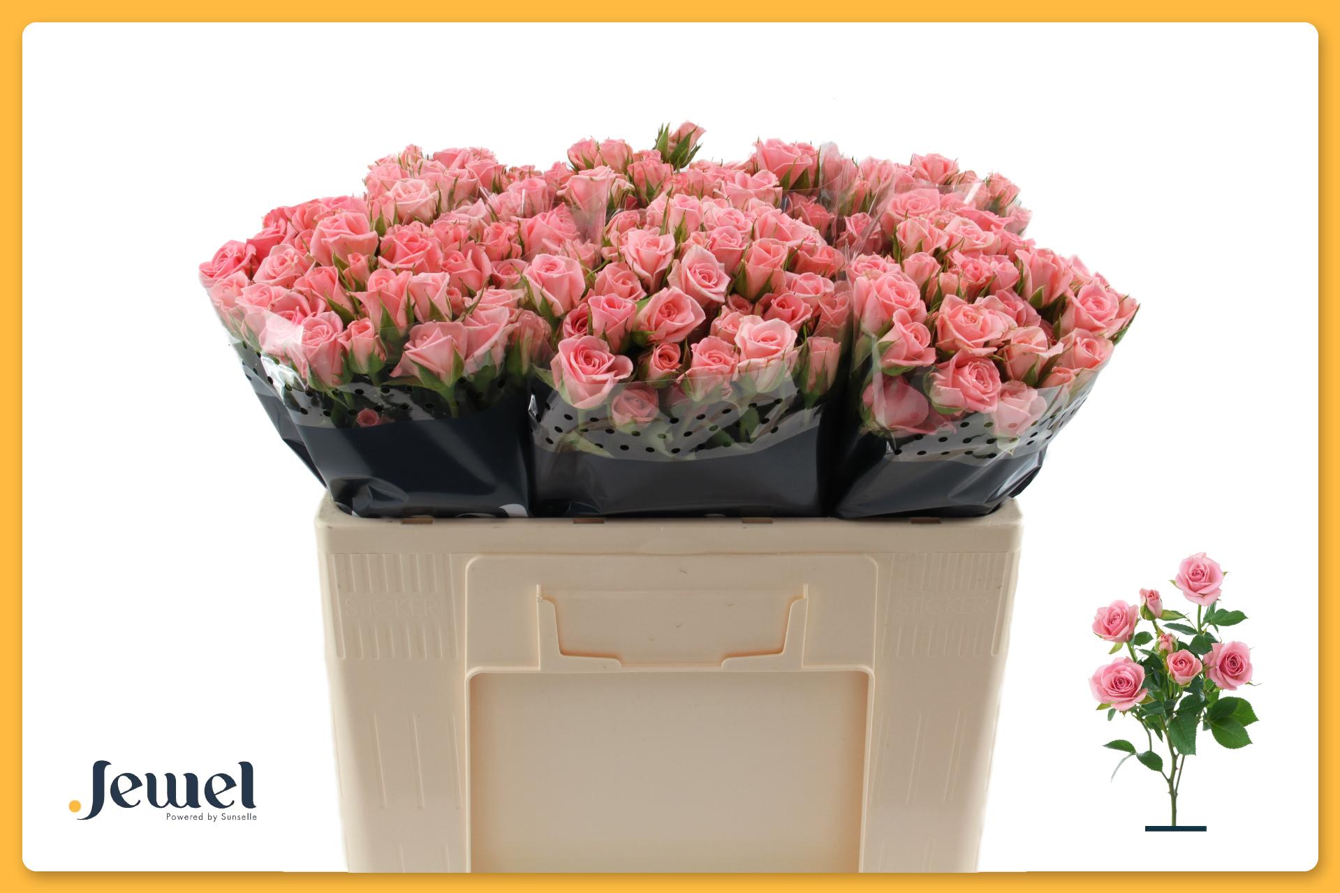 Срезанные цветы оптом Rosa spray odilia от 80шт. из Голландии с доставкой по России