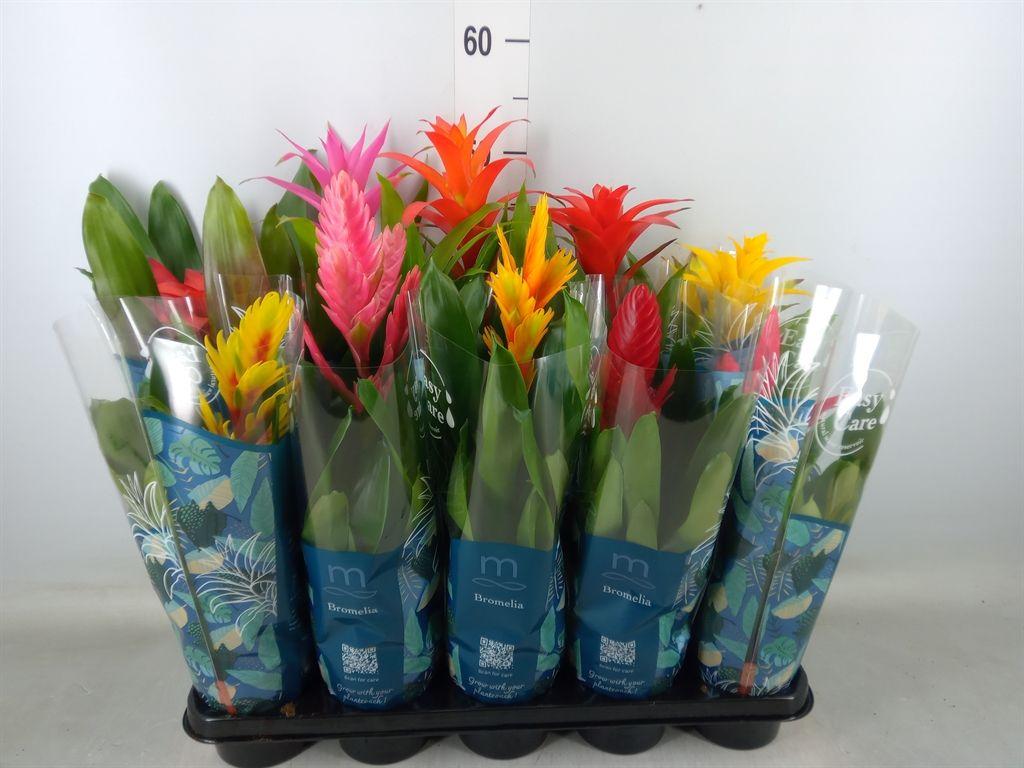 Горшечные цветы и растения оптом Bromelia   ...mix от 10шт из Голландии с доставкой по России