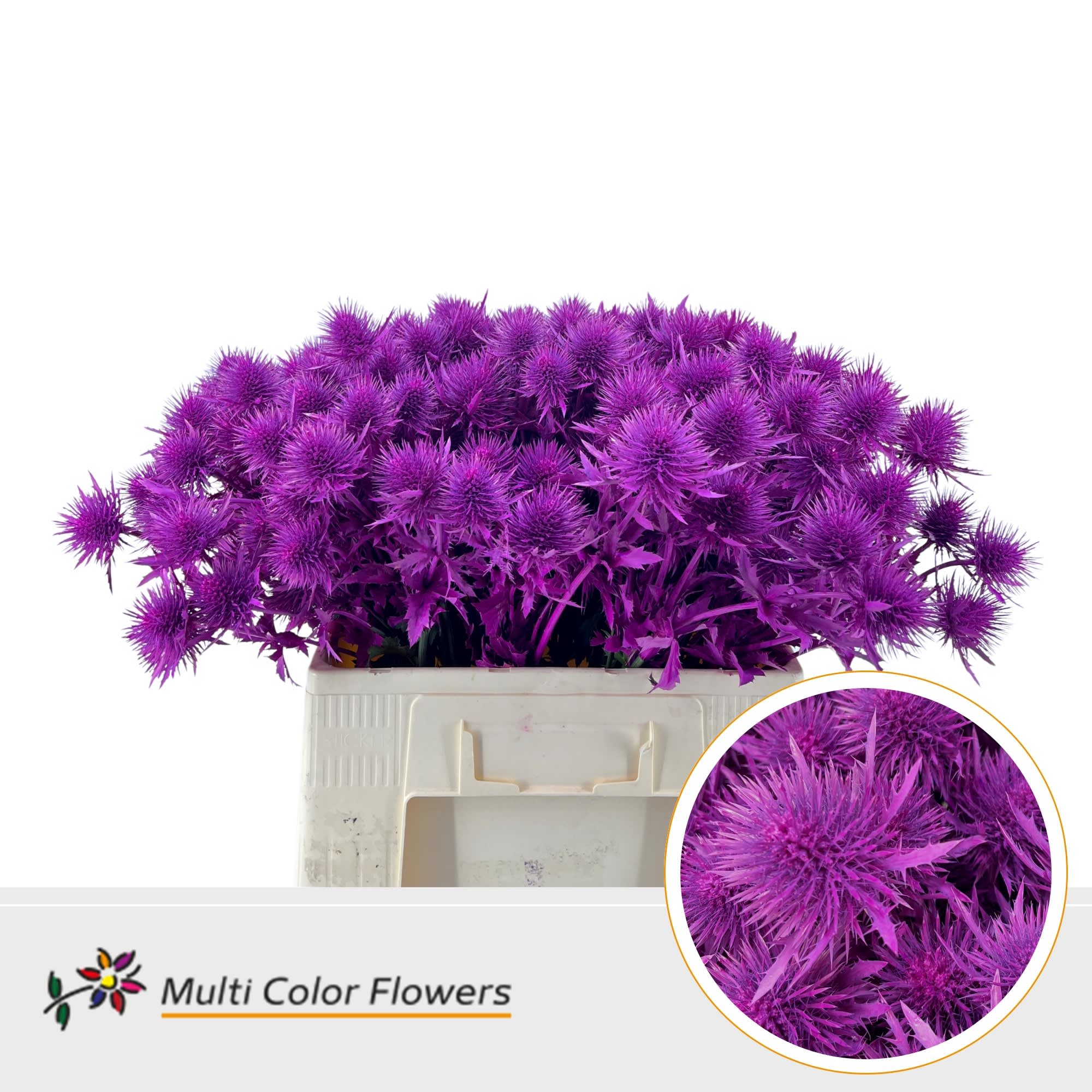 Срезанные цветы оптом Eryngium alpinum paint cerise от 50шт из Голландии с доставкой по России