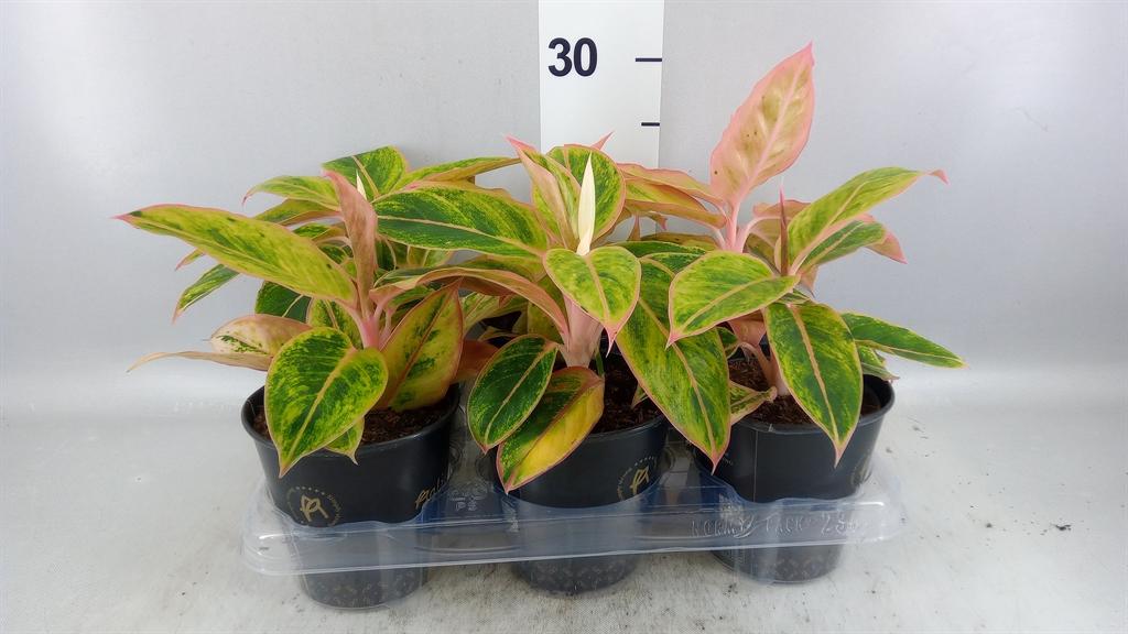 Горшечные цветы и растения оптом Aglaonema Kb salmon Fantasy от 6шт из Голландии с доставкой по России