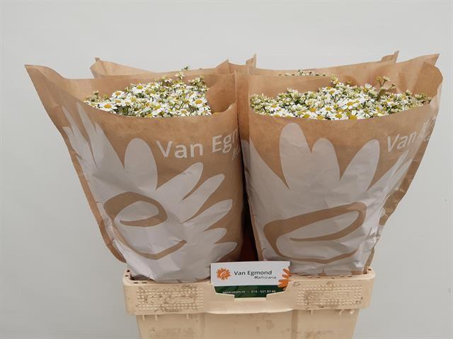 Срезанные цветы оптом Matricaria cameron от 100шт из Голландии с доставкой по России