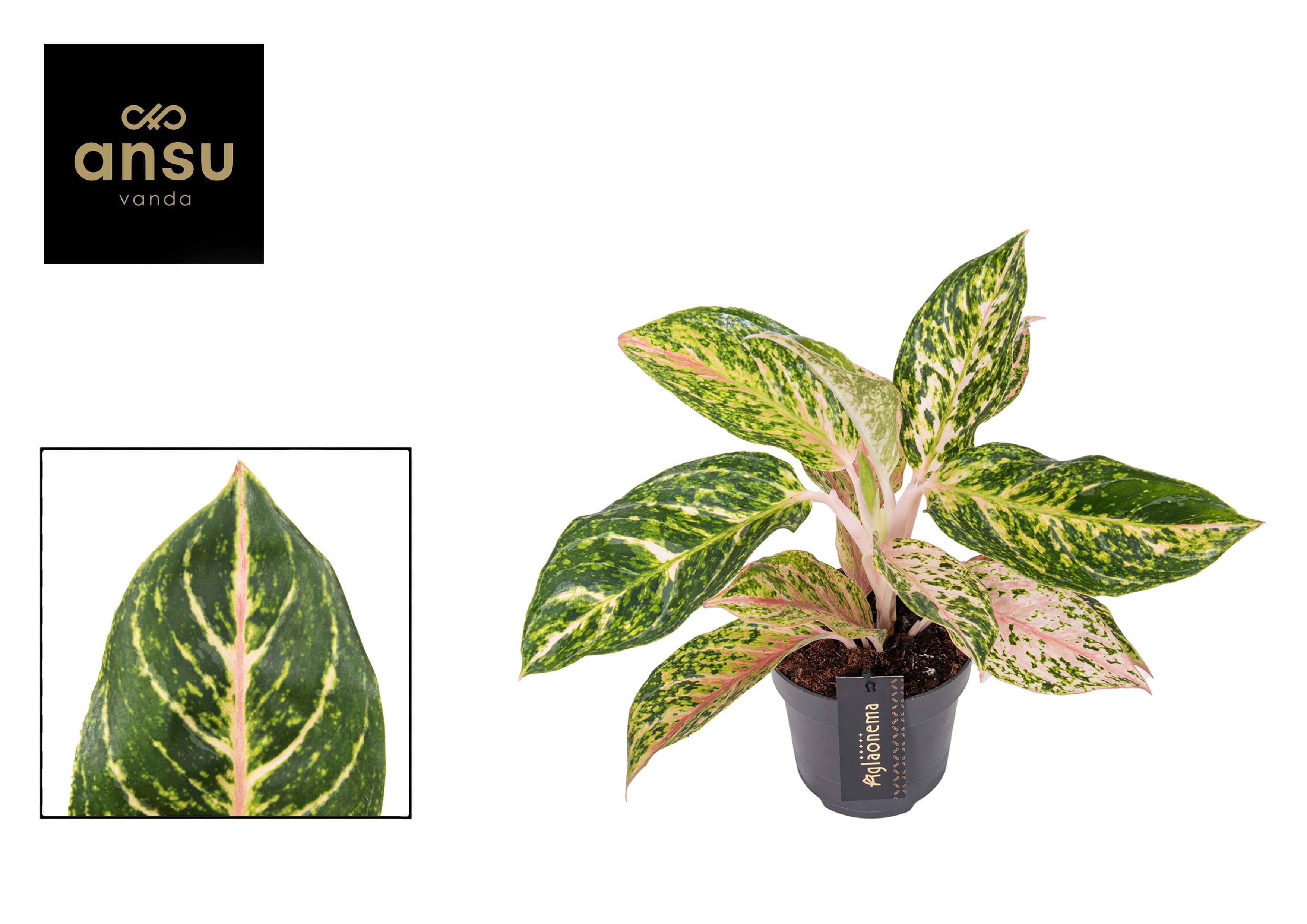 Горшечные цветы и растения оптом Aglaonema Melon Candy от 6шт из Голландии с доставкой по России
