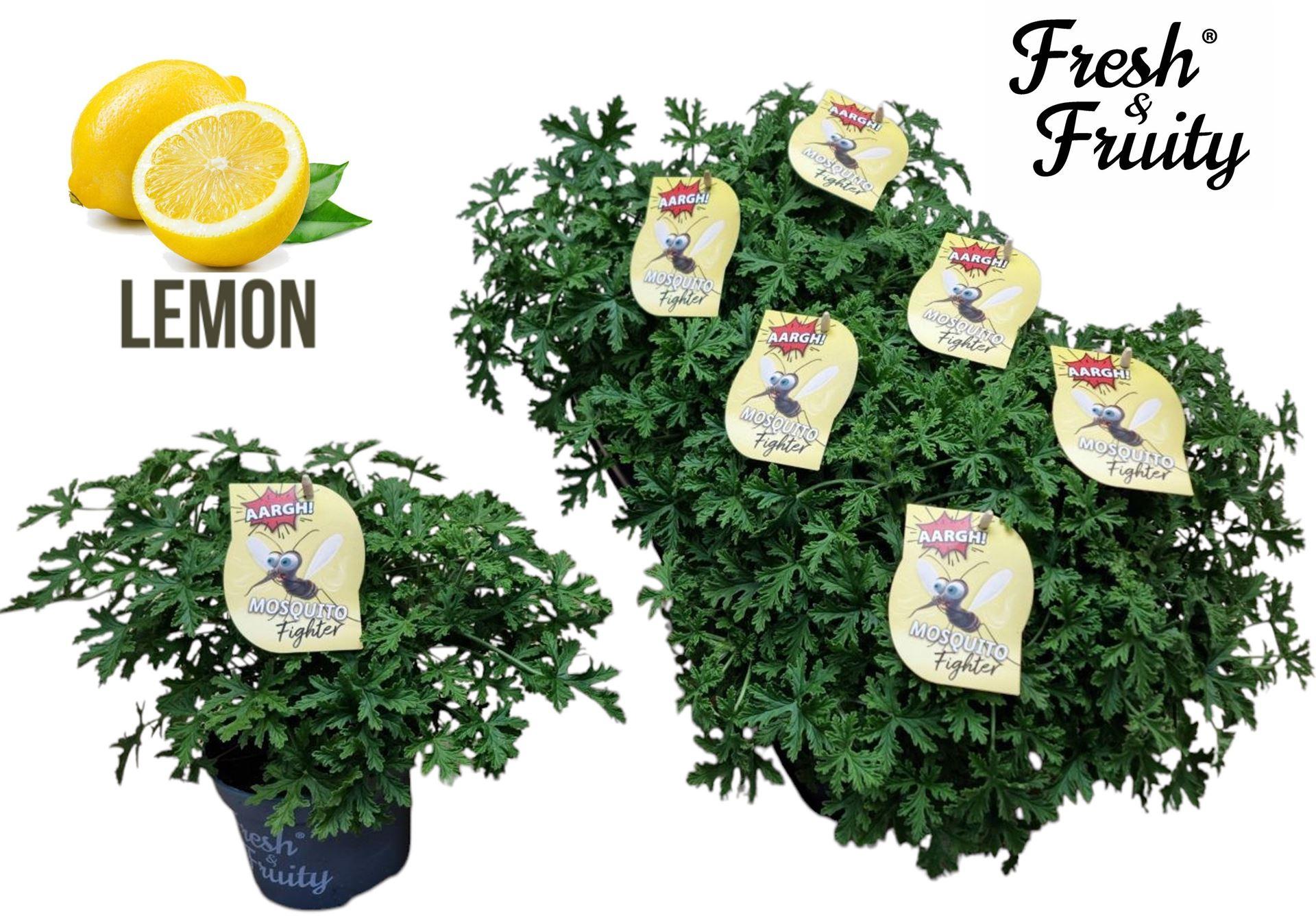 Горшечные цветы и растения оптом Pelargonium Graveolens от 6шт из Голландии с доставкой по России