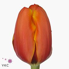 Срезанные цветы оптом Tulipa si triple a от 150шт из Голландии с доставкой по России