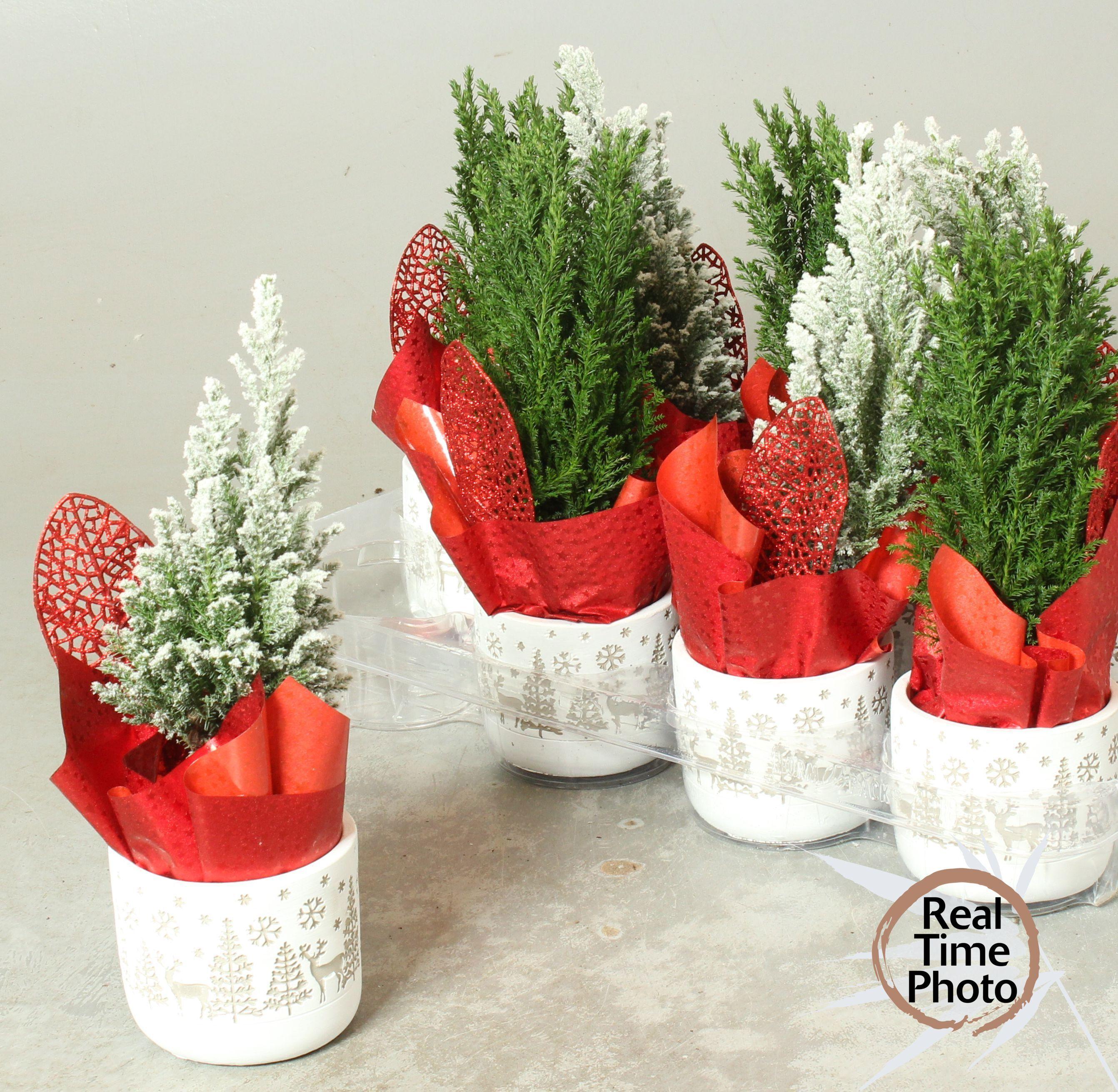 Горшечные цветы и растения оптом Cham L Ellwoodii от 8шт из Голландии с доставкой по России