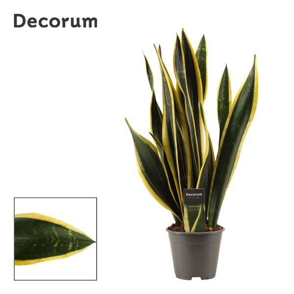 Горшечные цветы и растения оптом Sansevieria Black Gold  (decorum) от 7шт из Голландии с доставкой по России