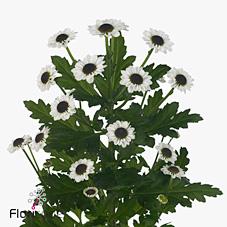 Срезанные цветы оптом Chrys sa yin yang от 75шт. из Голландии с доставкой по России