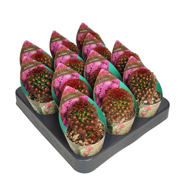 Горшечные цветы и растения оптом Mammillaria Carmenae Rubrispina Potcover от 12шт (для телеги) из Голландии с доставкой по России