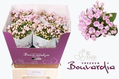 Срезанные цветы оптом Bouvardia si sweet jewel от 40шт из Голландии с доставкой по России