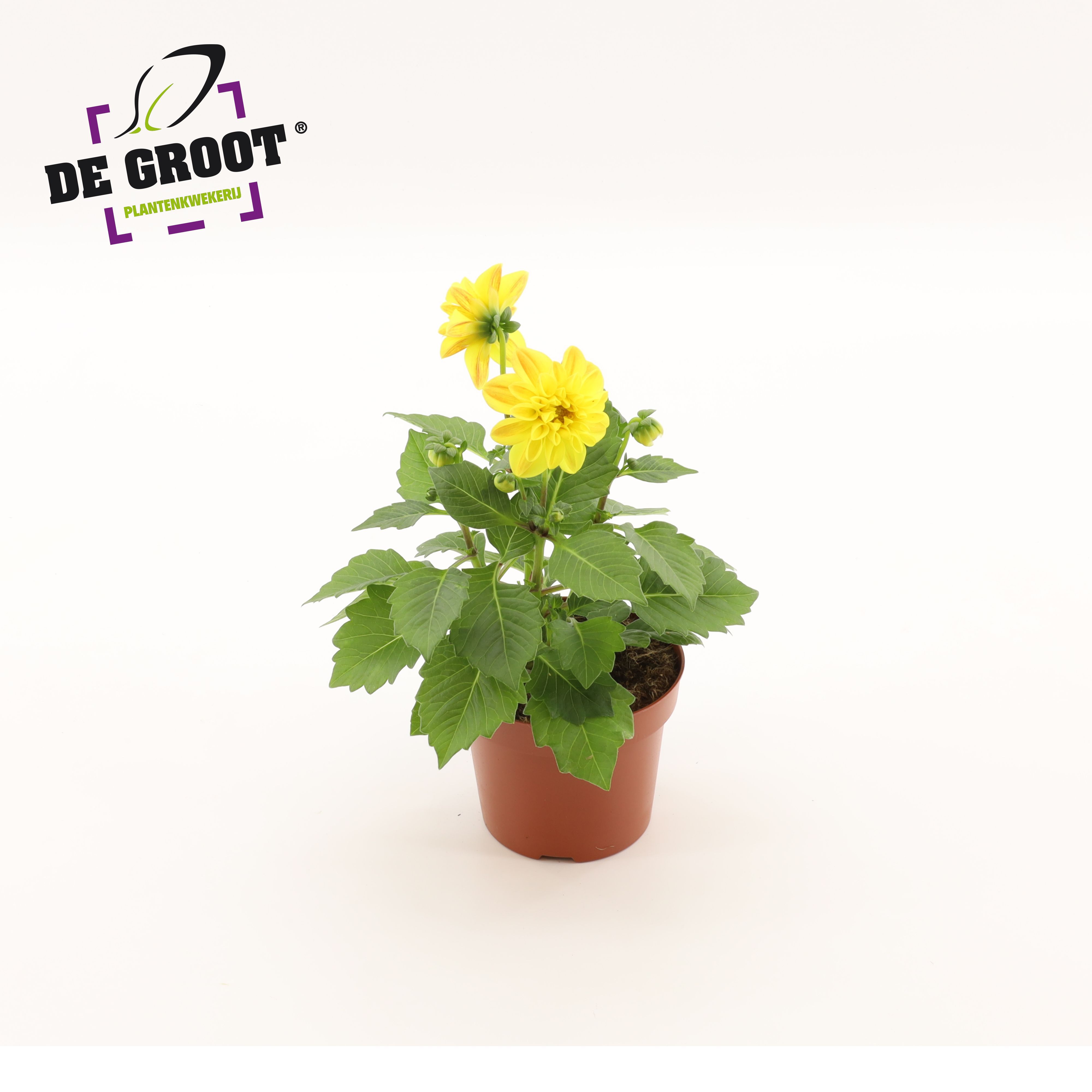 Горшечные цветы и растения оптом Dahlia Yellow от 8шт из Голландии с доставкой по России