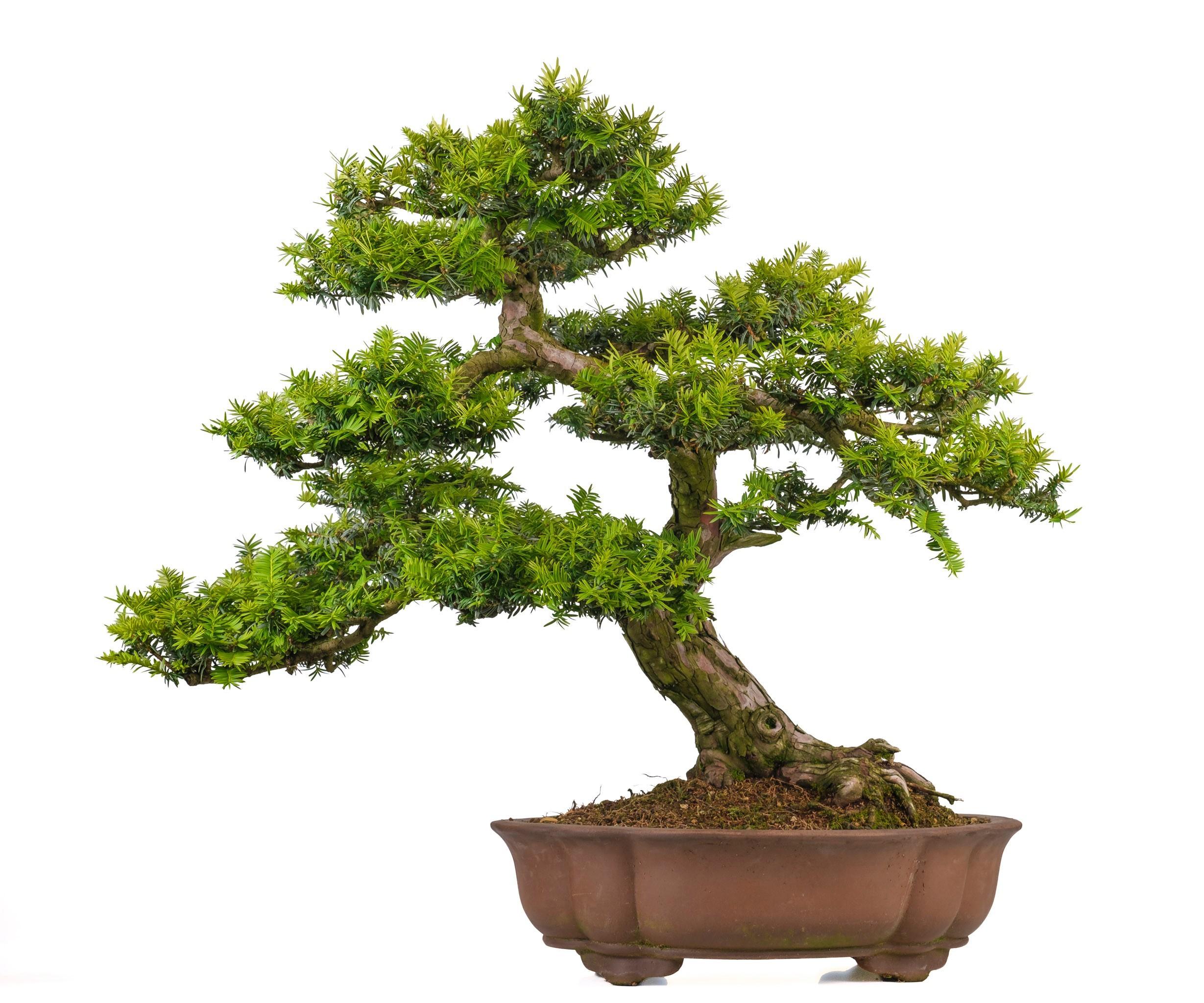 Горшечные цветы и растения оптом Taxus Cuspidata, Pot 50cm. Height 80cm. (single It от 1шт из Голландии с доставкой по России