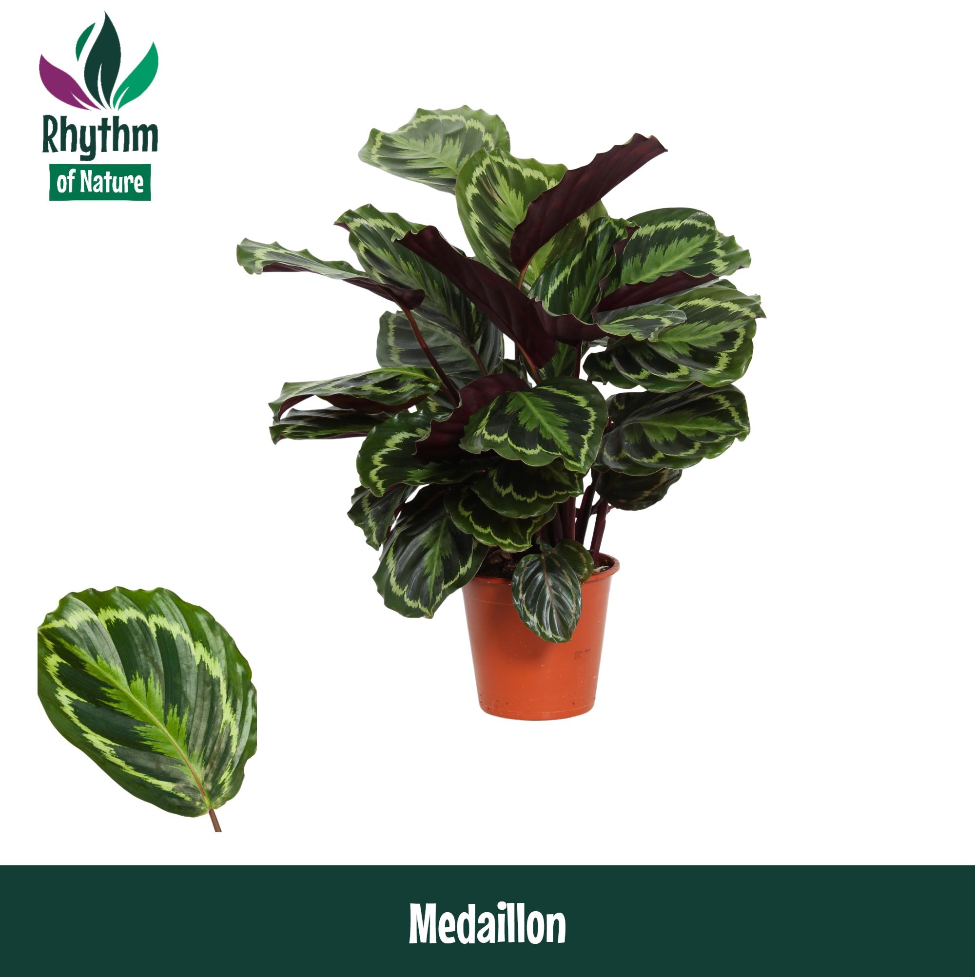 Горшечные цветы и растения оптом Calathea Medaillon (rhythm Of Nature) от 1шт из Голландии с доставкой по России