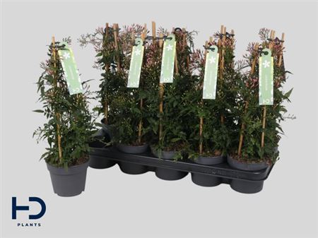 Горшечные цветы и растения оптом Jasm Polyanthum Wit 22+ * Spring Deal * от 10шт из Голландии с доставкой по России