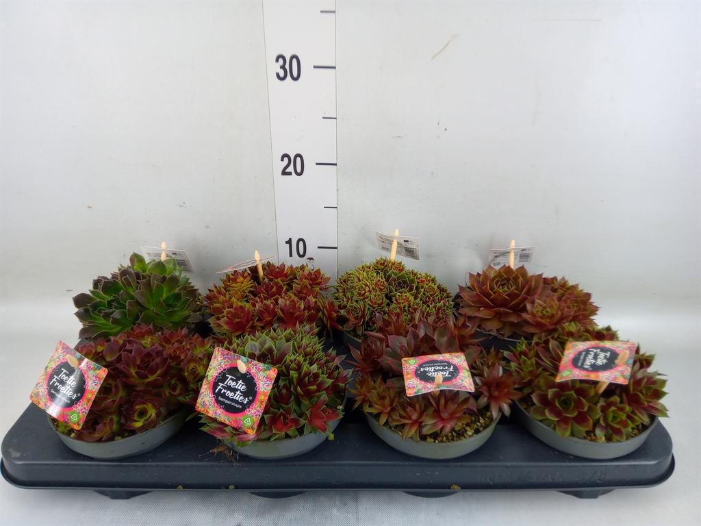 Горшечные цветы и растения оптом Sempervivum   ... от 8шт из Голландии с доставкой по России