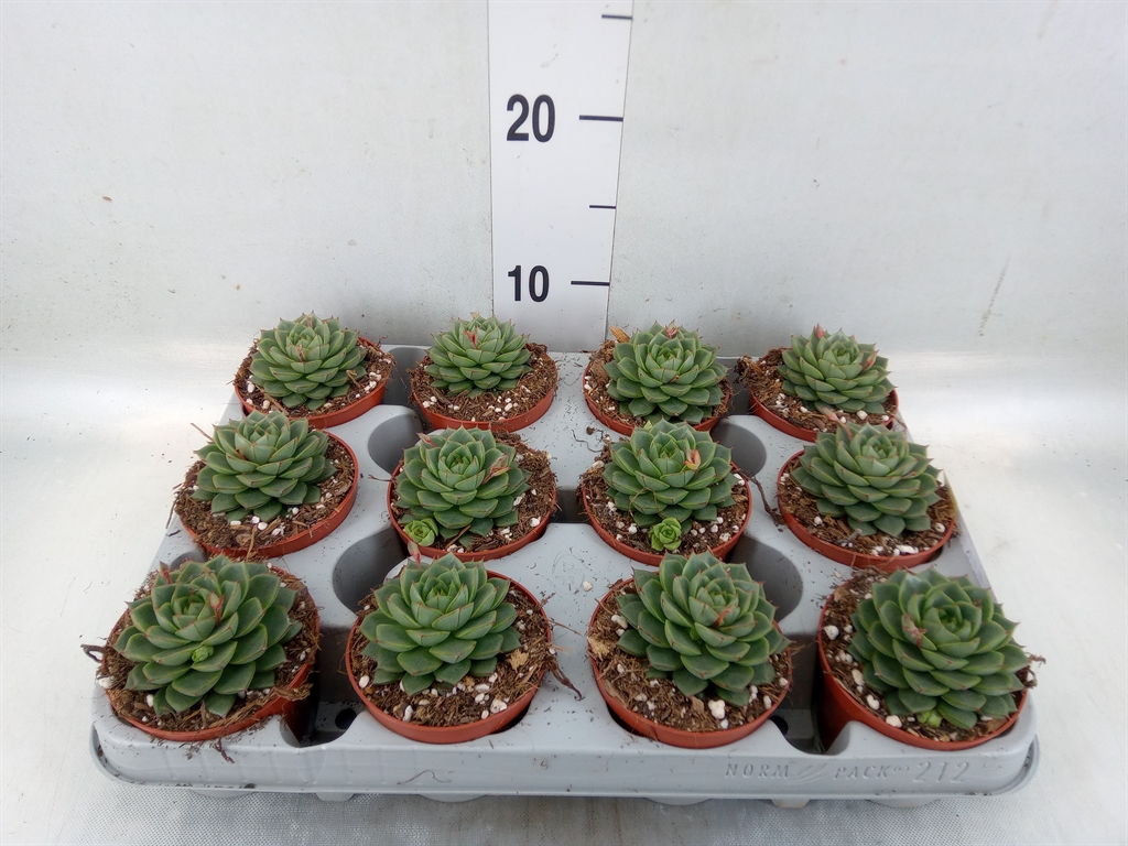 Горшечные цветы и растения оптом Echeveria   ... от 12шт (для телеги) из Голландии с доставкой по России