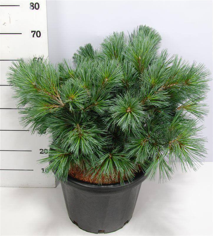 Горшечные цветы и растения оптом Pinus Strobus Secrest от 1шт из Голландии с доставкой по России