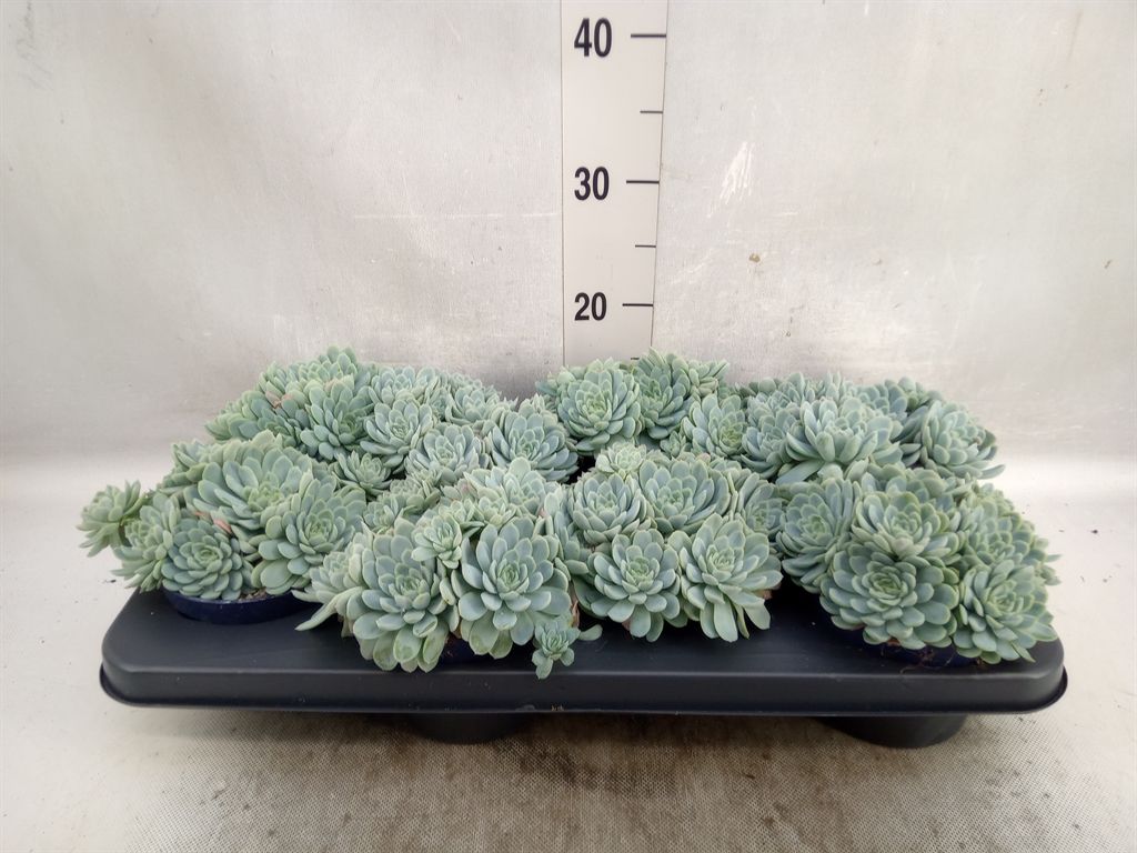 Горшечные цветы и растения оптом Echeveria Elegans от 8шт из Голландии с доставкой по России