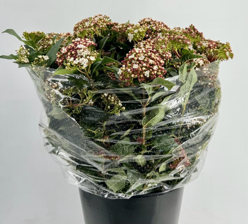 Срезанные цветы оптом Viburnum tinus macrophyllum red от 10шт из Голландии с доставкой по России