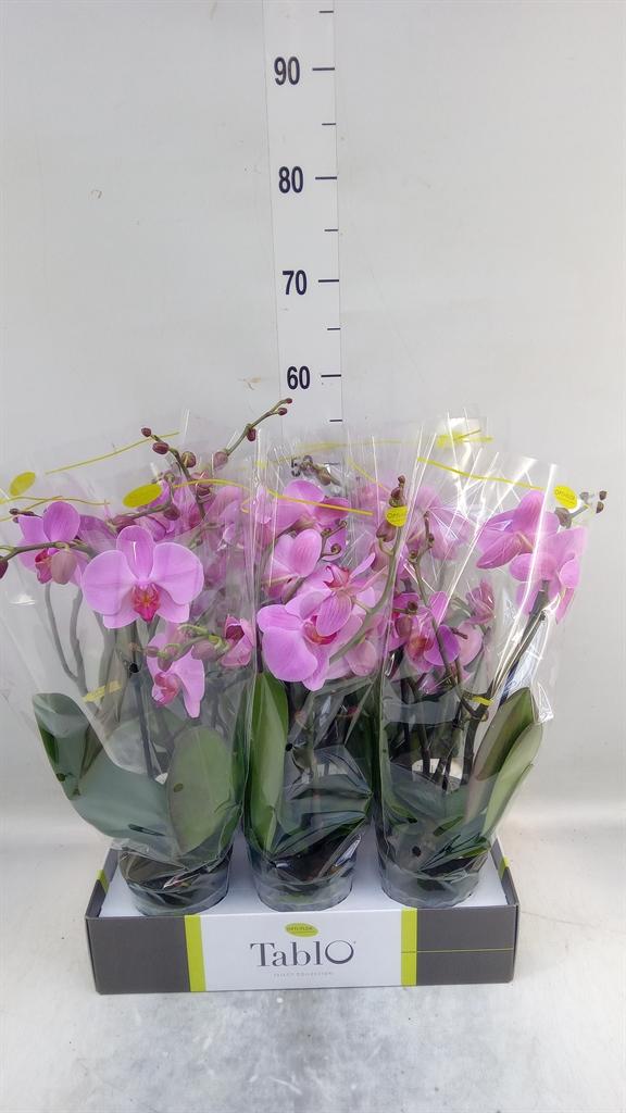 Горшечные цветы и растения оптом Phalaenopsis   ...rose от 6шт из Голландии с доставкой по России