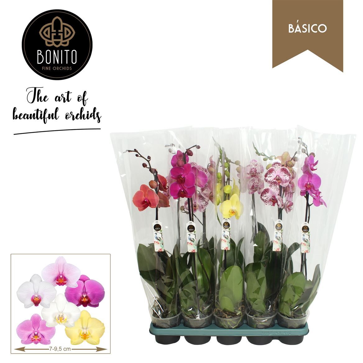Горшечные цветы и растения оптом Phal 1st Basico Mix 8+ от 10шт из Голландии с доставкой по России