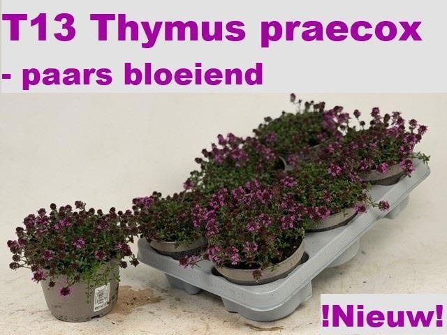Горшечные цветы и растения оптом Thym Praecox от 6шт из Голландии с доставкой по России