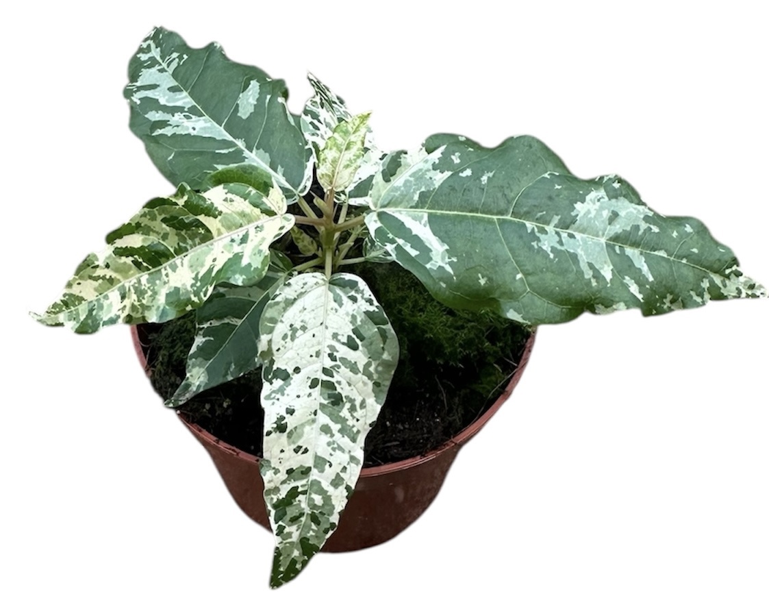 Горшечные цветы и растения оптом Ficus Snowstorm от 1шт (для телеги) из Голландии с доставкой по России