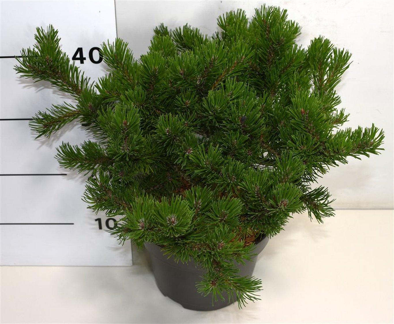 Горшечные цветы и растения оптом Pinus Mugo Klosters Grun от 1шт из Голландии с доставкой по России