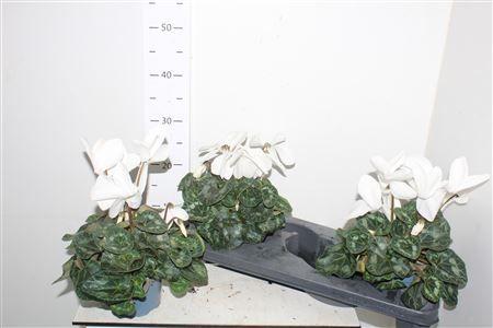 Горшечные цветы и растения оптом Cycl Gr Hal Hd White от 3шт (для телеги) из Голландии с доставкой по России