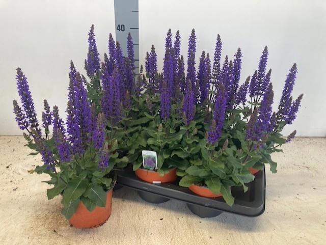 Горшечные цветы и растения оптом Salvia Ne Se Dp Blue от 7шт из Голландии с доставкой по России Горшечные цветы и растения оптом Salvia Ne Se Dp Blue от 7шт из Голландии с доставкой по России