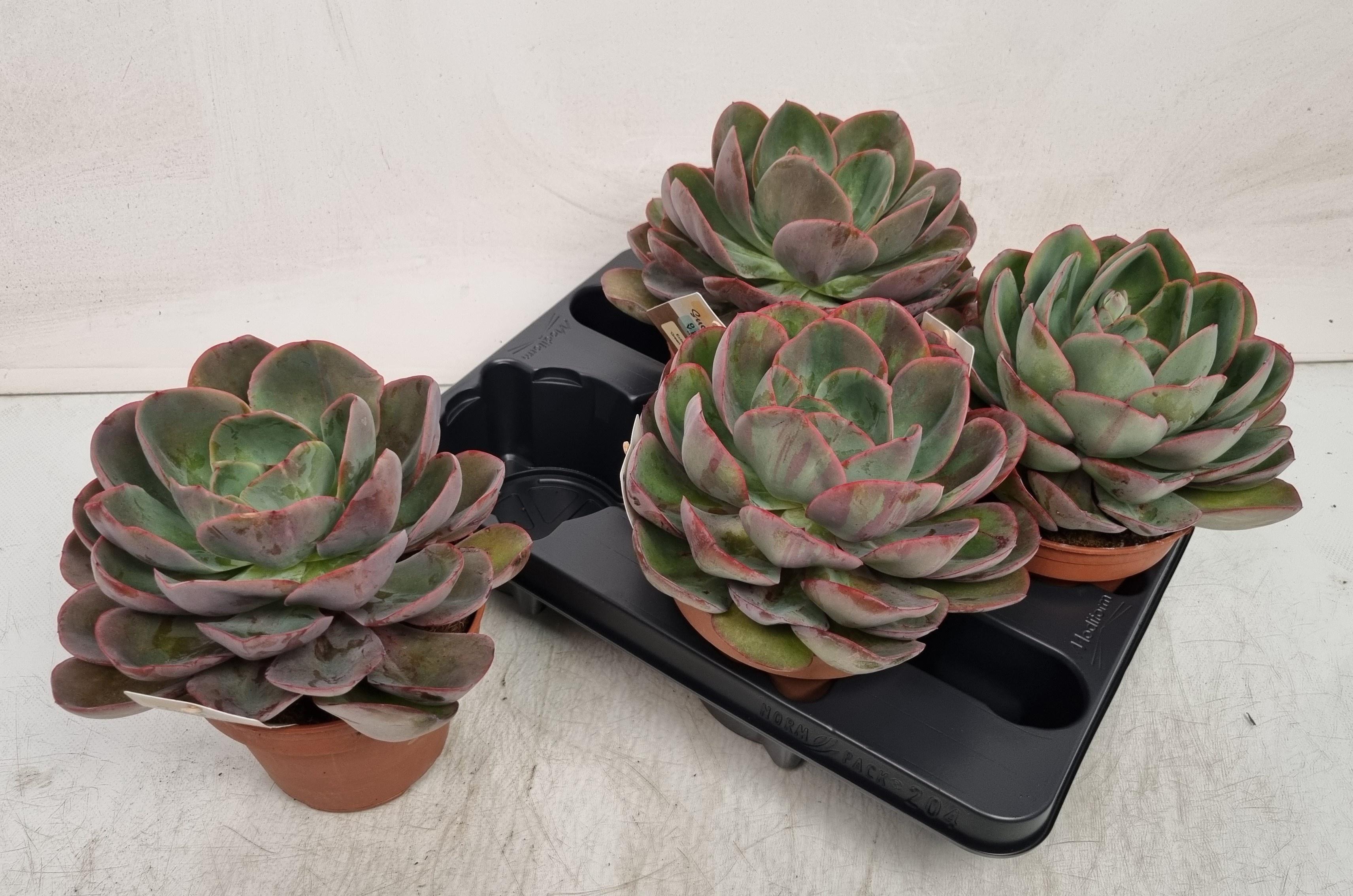 Горшечные цветы и растения оптом Echev Ov от 4шт из Голландии с доставкой по России