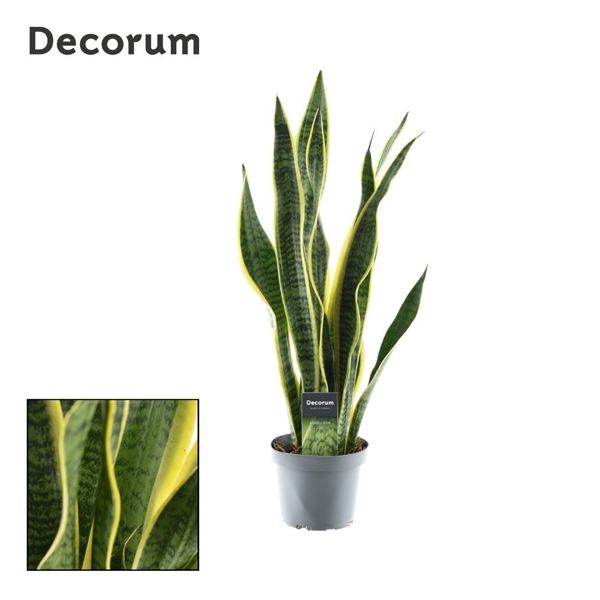 Горшечные цветы и растения оптом Sansevieria Laurentii Xl (decorum) от 7шт из Голландии с доставкой по России