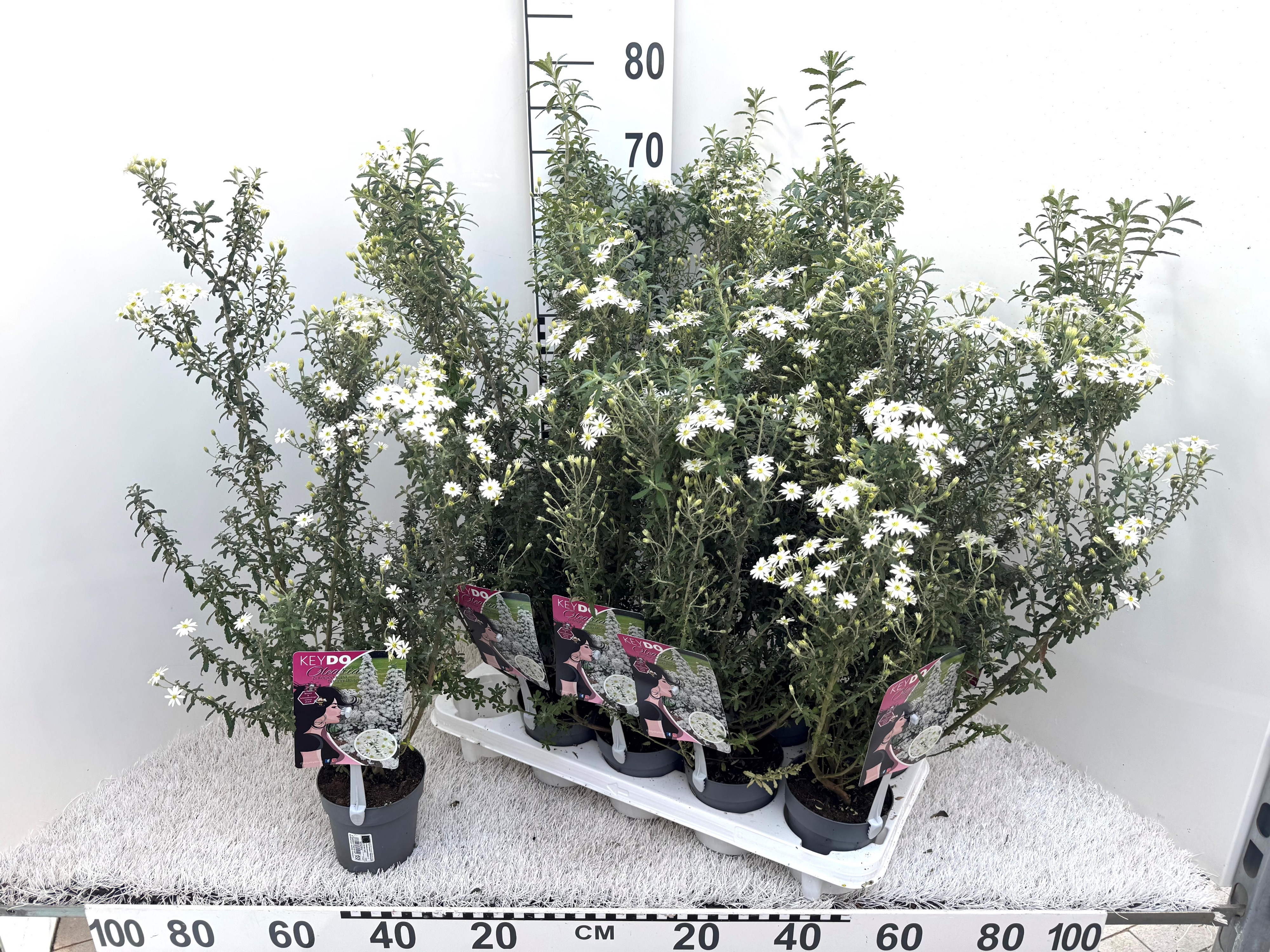 Горшечные цветы и растения оптом Olear Haastii от 10шт из Голландии с доставкой по России