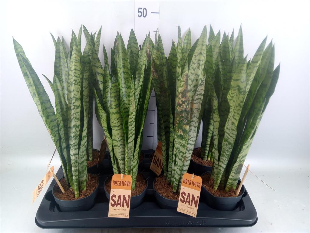 Горшечные цветы и растения оптом Sansevieria Trifa.   ... от 8шт из Голландии с доставкой по России