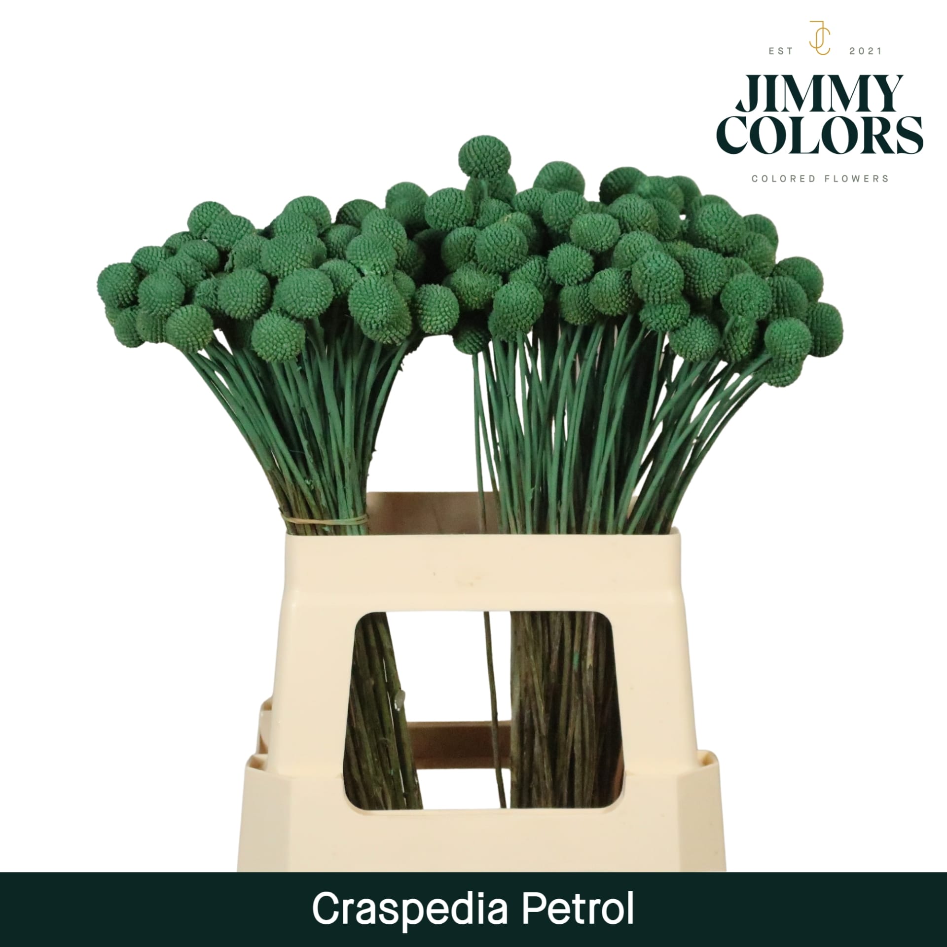 Срезанные цветы оптом Craspedia paint petrol от 50шт из Голландии с доставкой по России