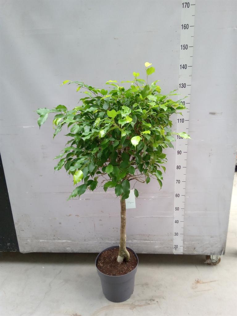 Горшечные цветы и растения оптом Ficus Benja.   ... от 1шт из Голландии с доставкой по России