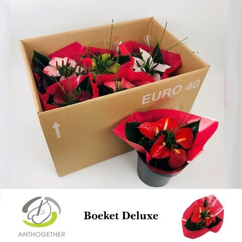 Срезанные цветы оптом Anthurium bouquet red от 6шт из Голландии с доставкой по России