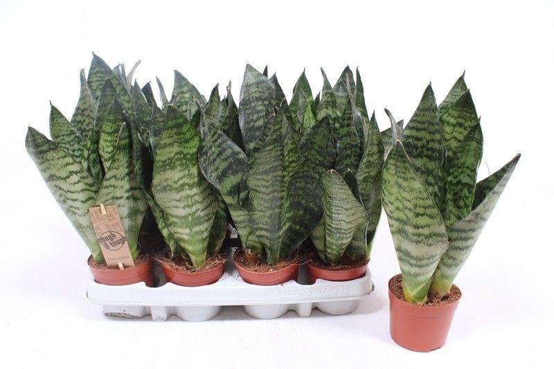 Горшечные цветы и растения оптом Sansevieria Zeylanica Compacta от 12шт (для телеги) из Голландии с доставкой по России