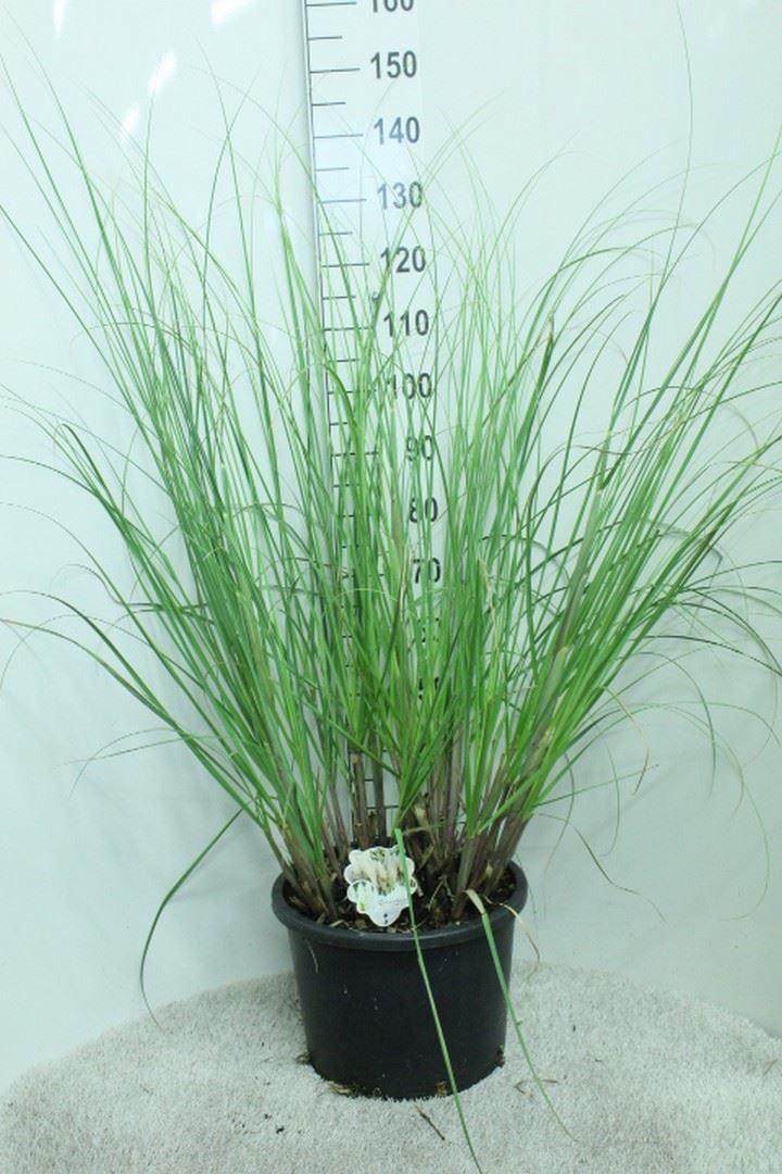 Горшечные цветы и растения оптом Cortaderia Sell. от 1шт из Голландии с доставкой по России