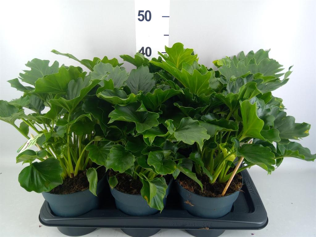 Горшечные цветы и растения оптом Philodendron ... от 6шт из Голландии с доставкой по России