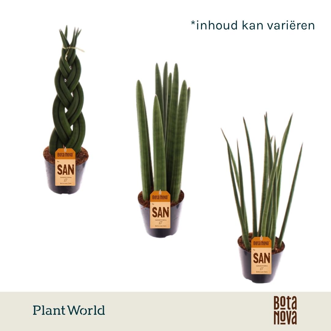 Горшечные цветы и растения оптом Sansevieria Mix от 12шт (для телеги) из Голландии с доставкой по России