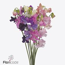 Срезанные цветы оптом Lathyrus mix in bunch от 50шт.. из Голландии с доставкой по России