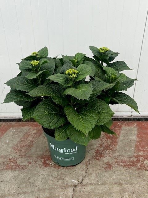 Горшечные цветы и растения оптом Hydrangea Mac.   ...mix от 1шт из Голландии с доставкой по России