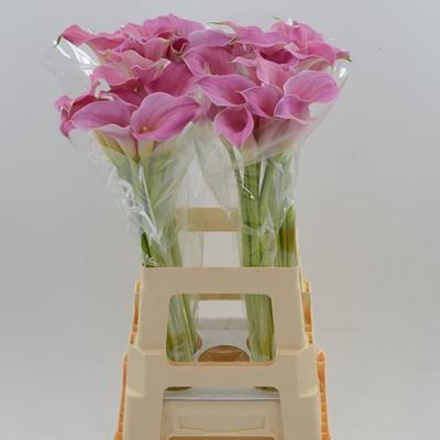 Срезанные цветы оптом Zantedeschia pink от 40шт из Голландии с доставкой по России