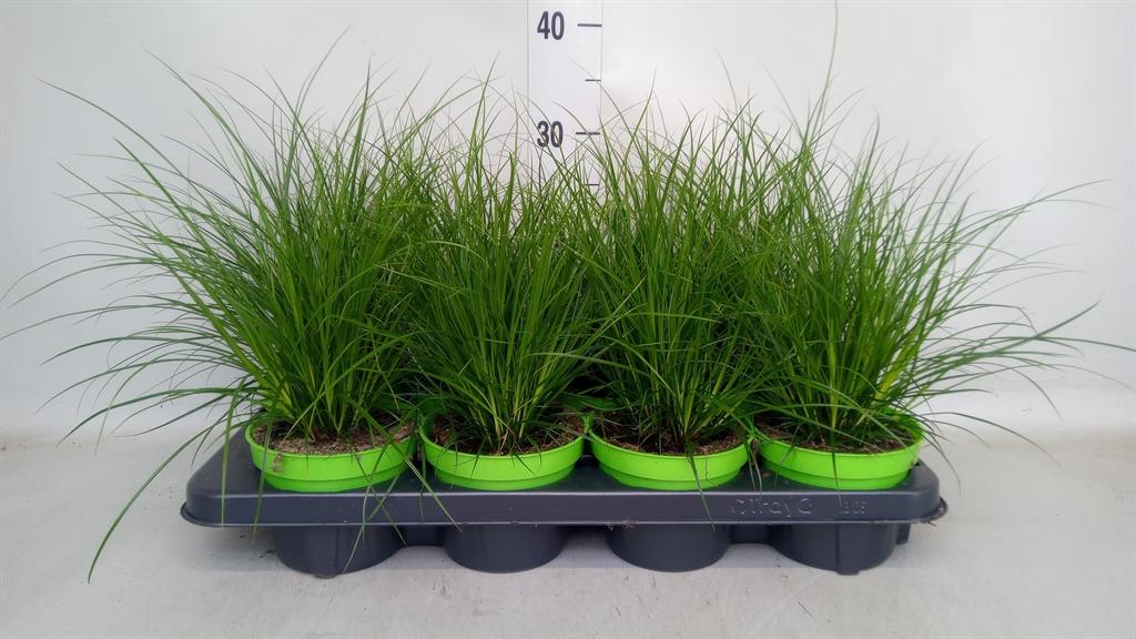 Горшечные цветы и растения оптом Carex Brunnea от 8шт из Голландии с доставкой по России