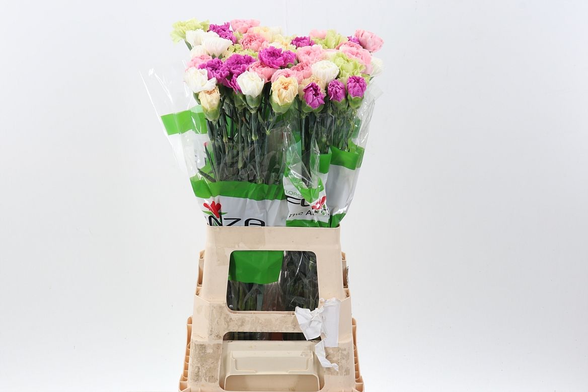 Срезанные цветы оптом Dianthus st mix rainbow pastel (mixbunch) от 80шт из Голландии с доставкой по России