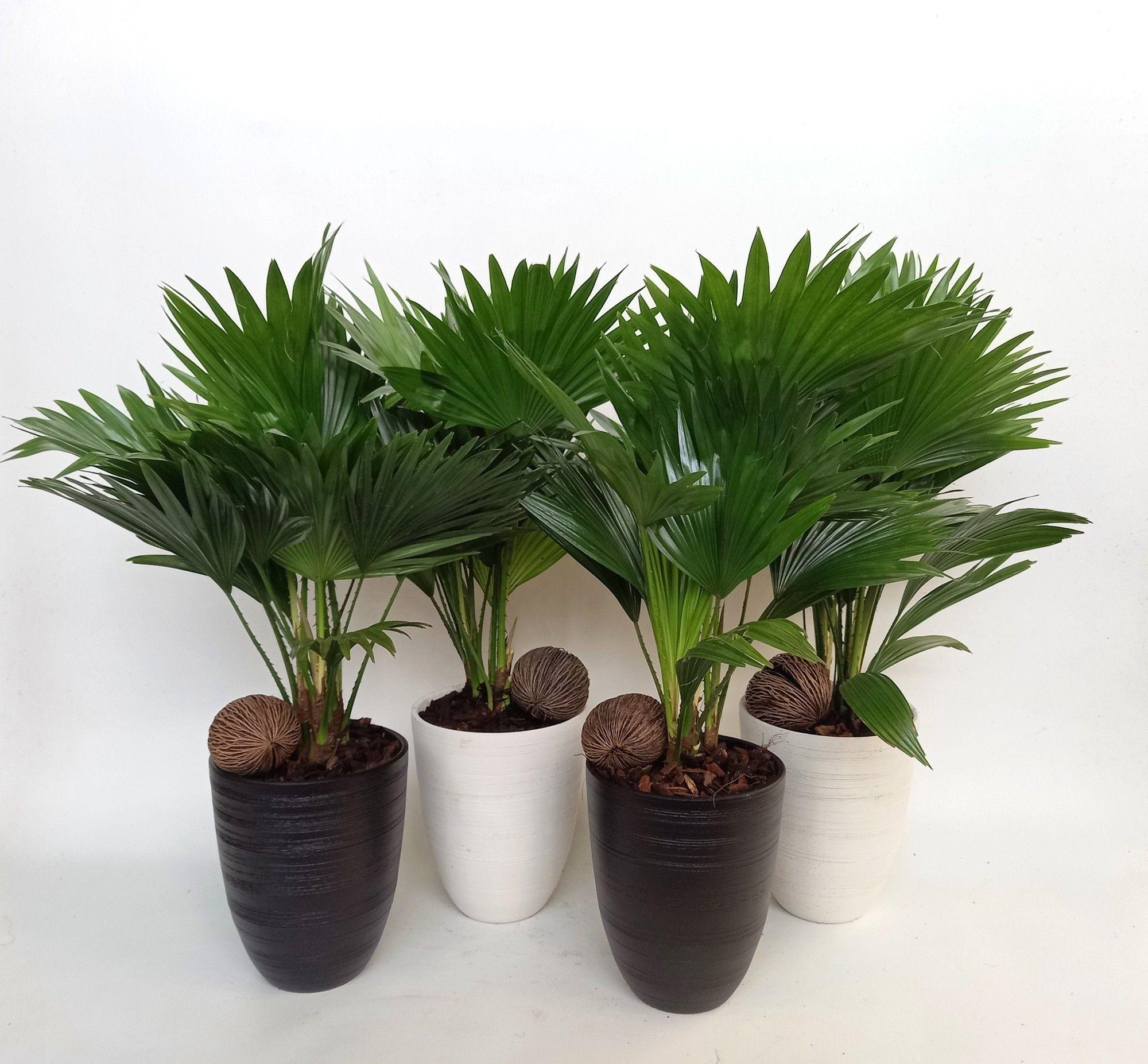 Горшечные цветы и растения оптом Livistona Rotundifol от 4шт' из Голландии с доставкой по России
