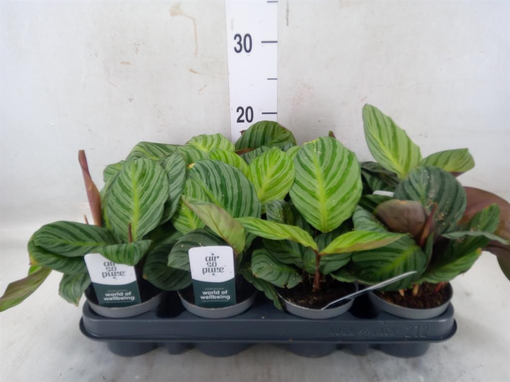 Горшечные цветы и растения оптом Calathea   ... от 12шт (для телеги) из Голландии с доставкой по России