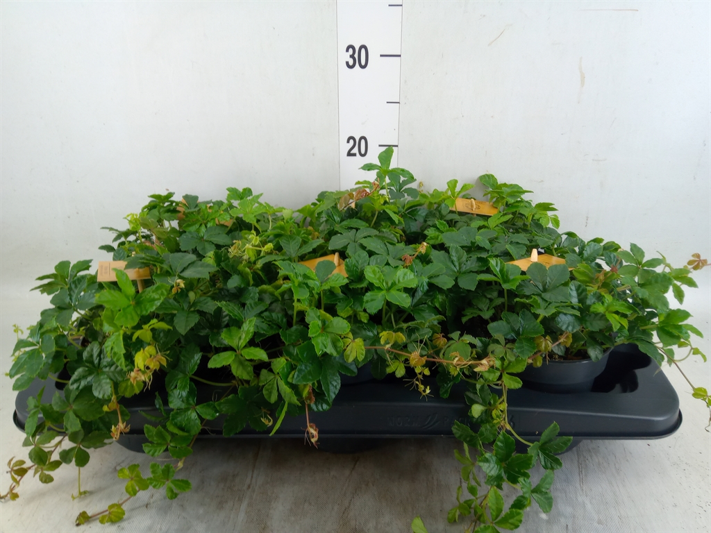 Горшечные цветы и растения оптом Parthenocissus Inserta от 6шт из Голландии с доставкой по России